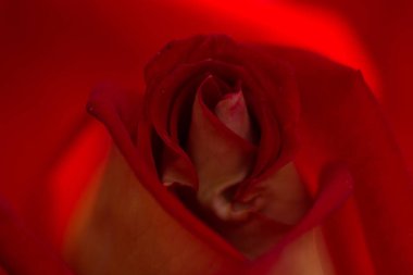 Gül soyut makro, sığ derinlik-in tarla