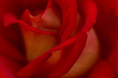 Gül soyut makro, sığ derinlik-in tarla