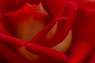 Kırmızı gül soyut makro, sığ derinlik-in tarla