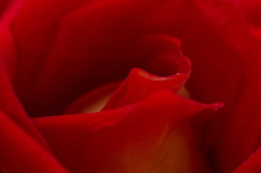 Gül soyut makro, sığ derinlik-in tarla