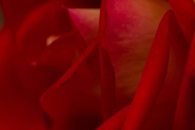 Gül soyut makro, sığ derinlik-in tarla