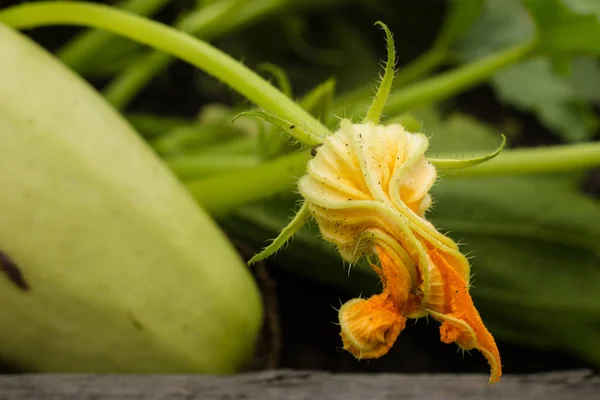 Close up of flowering and growing summer squashes golden zucchinis