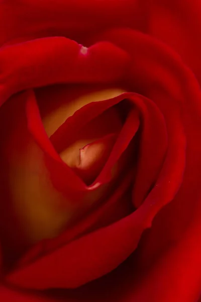 Rose abstract macro, shallow depth of field — Stock Photo, Image