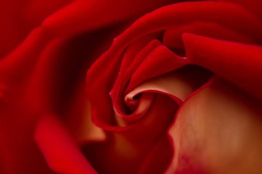 Kırmızı gül soyut makro, sığ derinlik-in tarla