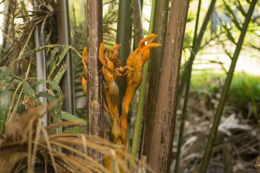 Mekong Nehri üzerinde yetişen bir su Hindistan cevizi bitkidir