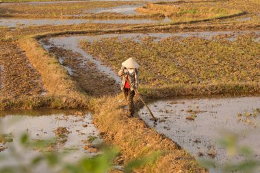 Pirinç bir pirinç çeltik alan Vietnam dikim Vietnamca
