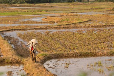 Pirinç bir pirinç çeltik alan Vietnam dikim Vietnamca