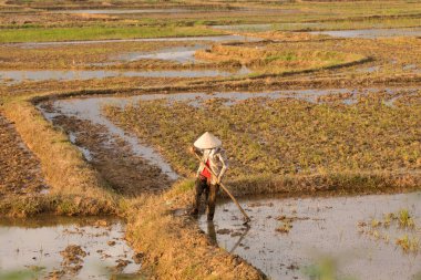 Pirinç bir pirinç çeltik alan Vietnam dikim Vietnamca