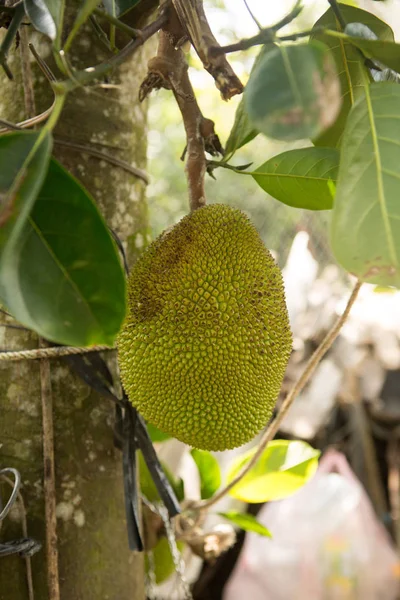 Muitas Frutas Jack Árvore Bando Frutos Macaco Uma Árvore — Fotografia de Stock