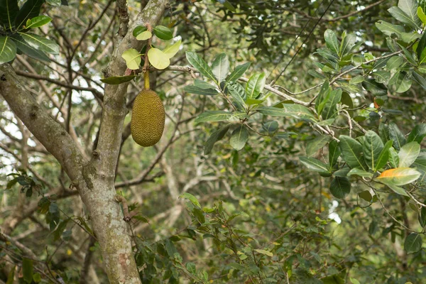 Many Jack fruits on tree,Bunch of jack fruits on a tree