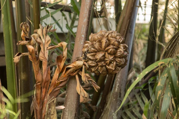 Rostlina Kokosové Vody Která Roste Řece Mekong — Stock fotografie