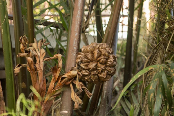 Rostlina Kokosové Vody Která Roste Řece Mekong — Stock fotografie