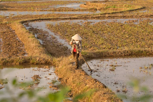 Pirinç bir pirinç çeltik alan Vietnam dikim Vietnamca