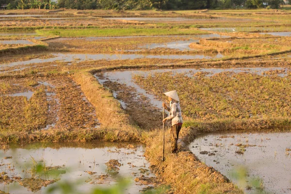 Pirinç bir pirinç çeltik alan Vietnam dikim Vietnamca