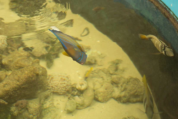 Peixe-anjo anel azul Peixe marinho.Pomacanthus annularis. — Fotografia de Stock