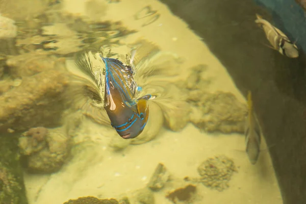 Peixe-anjo anel azul Peixe marinho.Pomacanthus annularis. — Fotografia de Stock