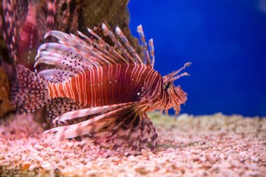 Lionfish-Zebra, Zebra balığı ya da çizgili lionfish lat. Pterois volitans Akrep ailesinin bir balıktır.