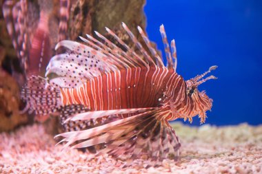 Lionfish-Zebra, Zebra balığı ya da çizgili lionfish lat. Pterois volitans Akrep ailesinin bir balıktır.