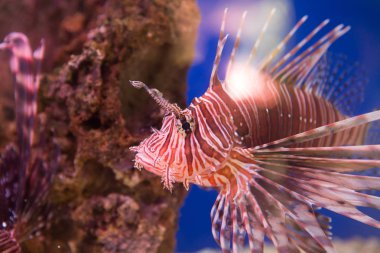 Lionfish-Zebra, Zebra balığı ya da çizgili lionfish lat. Pterois volitans Akrep ailesinin bir balıktır.