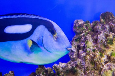 Vietnam akvaryumda mavi Tang cerrah balık Paracanthurus hepatus