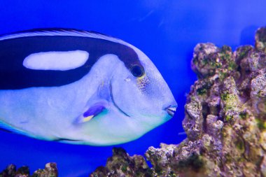 Vietnam akvaryumda mavi Tang cerrah balık Paracanthurus hepatus