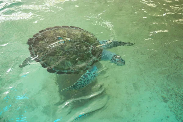 Meeresschildkröte schwimmt im Pool des Zoos — Stockfoto