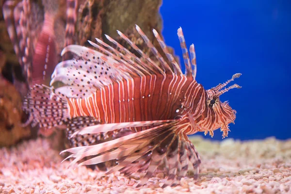 Lionfish-Zebra, or Zebra fish, or striped lionfish lat. Pterois volitans is a fish of the Scorpion family.