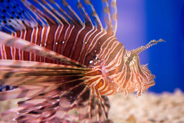 Lionfish-얼룩말, 얼룩말, 물고기 또는 줄무늬 lionfish 라트 Pterois volitans 전갈 가족의 물고기입니다.. — 스톡 사진