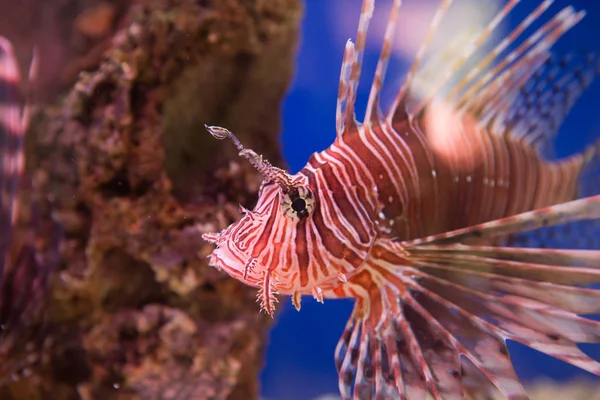 Lionfish-Zebra, or Zebra fish, or striped lionfish lat. Pterois volitans is a fish of the Scorpion family.