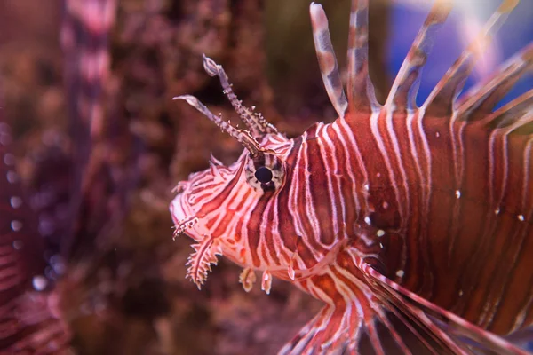 Lionfish-Zebra, Zebra balığı ya da çizgili lionfish lat. Pterois volitans Akrep ailesinin bir balıktır.