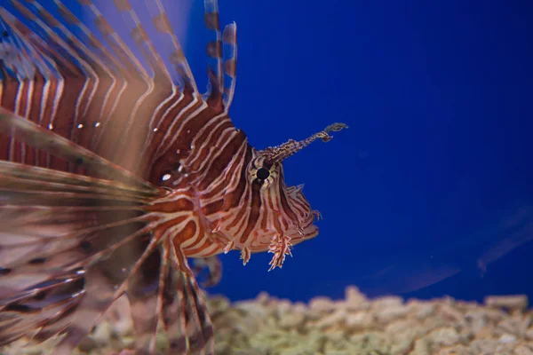 Lionfish-Zebra, or Zebra fish, or striped lionfish lat. Pterois volitans is a fish of the Scorpion family. — Stock Photo, Image