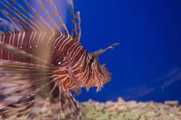 Pstra-Zebra, lub danio pręgowane lub paski lionfish lat. rogata Pterois jest ryba z rodziny Scorpion. — Zdjęcie stockowe