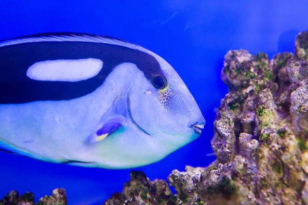 Blue Tang Surgeon Fish Paracanthurus hepatus at the aquarium of Vietnam