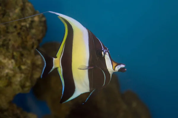 Ídolo morisco Zanclus cornutus el tipo de pez conocido como Gill en la búsqueda de Nemo . —  Fotos de Stock