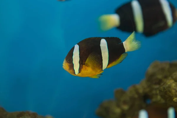 Amphiprion-polymnus, más néven a nyereg vissza Bohóc hal vagy a sárgaúszójú anemone halak, anemone halak egy jellegzetes nyereg, fekete-fehér faj. — Stock Fotó