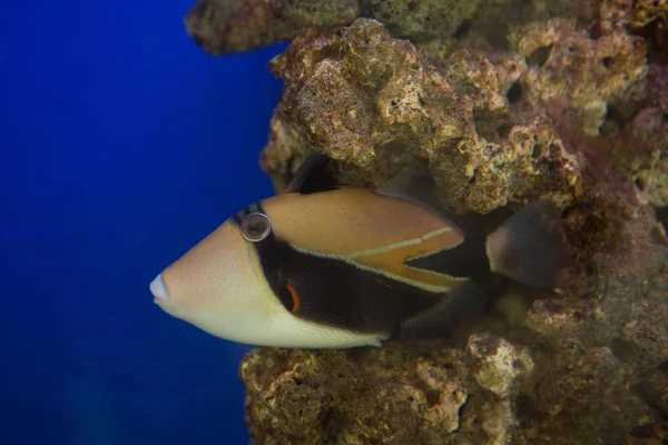 Lagün triggerfish Rhinecanthus aculeatus, olarak da bilinen Picasso triggerfish.