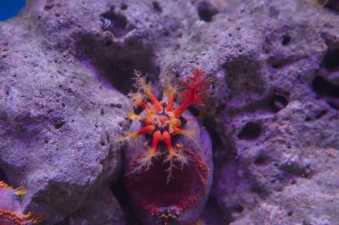 Nakliye elma Oceanarium içinde mercan cam arkasında sıkışmış
