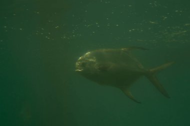 Kırmızı pirana Serrasalmus nattereri sualtı, piranha Yüzme