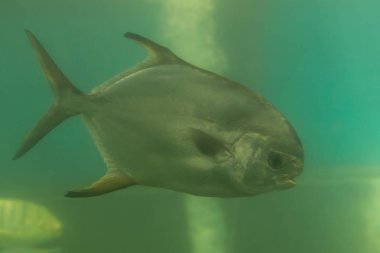 Kırmızı pirana Serrasalmus nattereri sualtı, piranha Yüzme