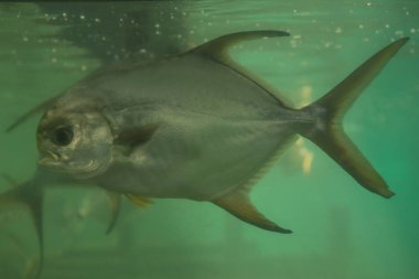 Kırmızı pirana Serrasalmus nattereri sualtı, piranha Yüzme