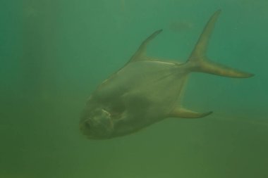 Kırmızı pirana Serrasalmus nattereri sualtı, piranha Yüzme