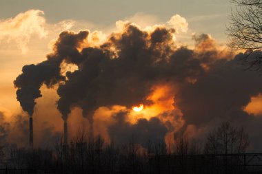 duman ve kirli hava kirliliği ile bitki