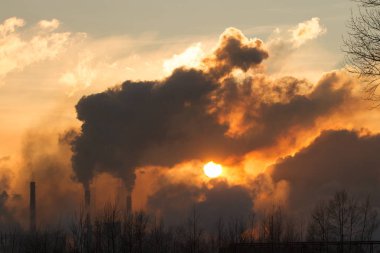 duman ve kirli hava kirliliği ile bitki
