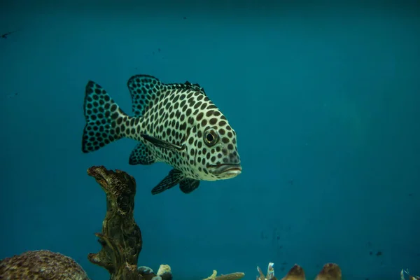 할리 퀸 스 윗 립 물고기, 수족관에서 Plectorhinchus chaetodonoides — 스톡 사진