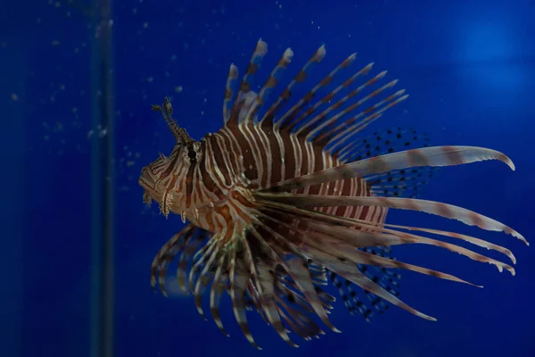 Lionfish-Zebra, or Zebra fish, or striped lionfish lat. Pterois volitans is a fish of the Scorpion family.