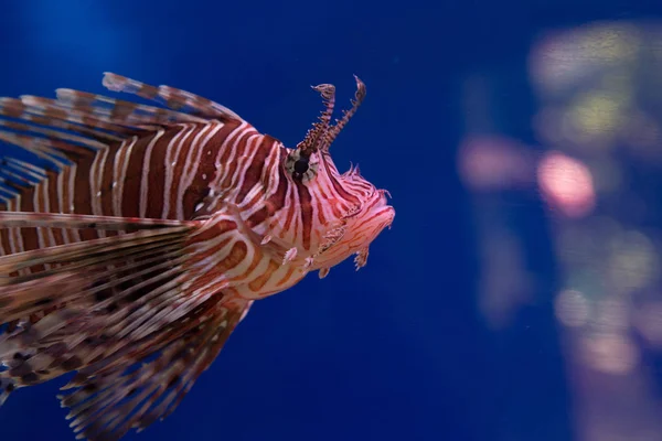 Lionfish-Zebra, or Zebra fish, or striped lionfish lat. Pterois volitans is a fish of the Scorpion family.