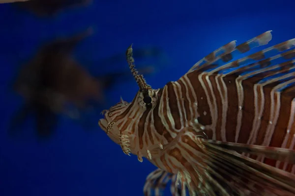 Peixe-leão-zebra, ou peixe-zebra, ou peixe-leão listrado. Pterois volitans é um peixe da família Scorpion. . — Fotografia de Stock