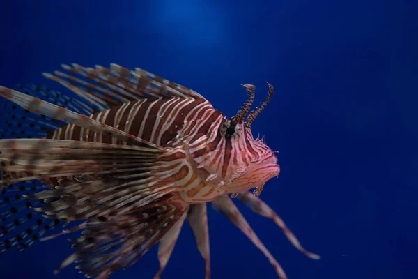 Lionfish-Zebra, or Zebra fish, or striped lionfish lat. Pterois volitans is a fish of the Scorpion family.