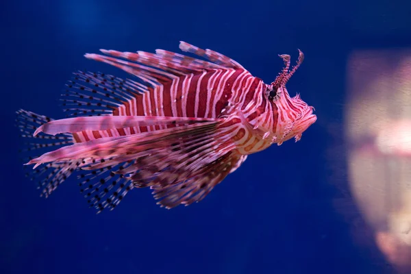 Lionfish-Zebra, or Zebra fish, or striped lionfish lat. Pterois volitans is a fish of the Scorpion family.