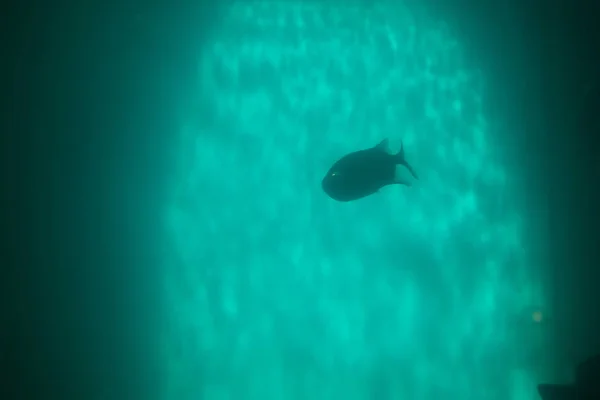 Piranha vermelha Serrasalmus nattereri natação subaquática, piranha — Fotografia de Stock